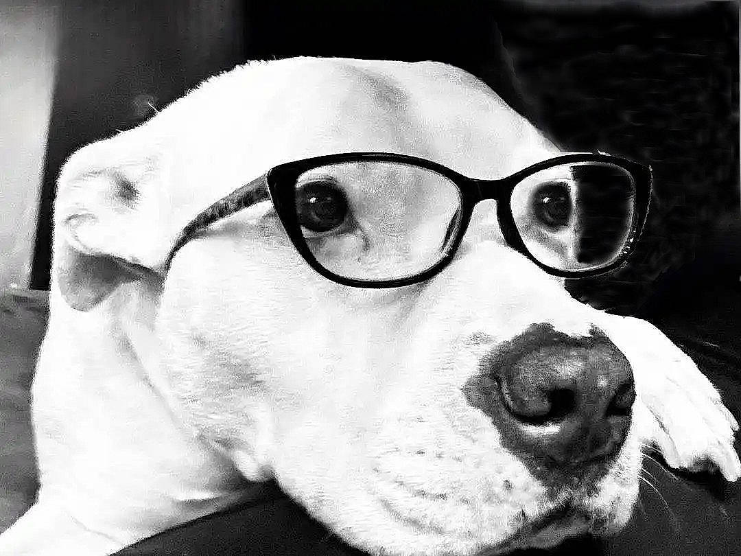Jack joined the competition — help win amazing prizes! carnivore, collar, companion_dog, dog, dog_breed, ear, eyewear, glasses, goggles, jaw, monochrome_photography, nose, personal_protective_equipment, selfie, snout, sporting_group, sunglasses, vision_care, whiskers, working_animal