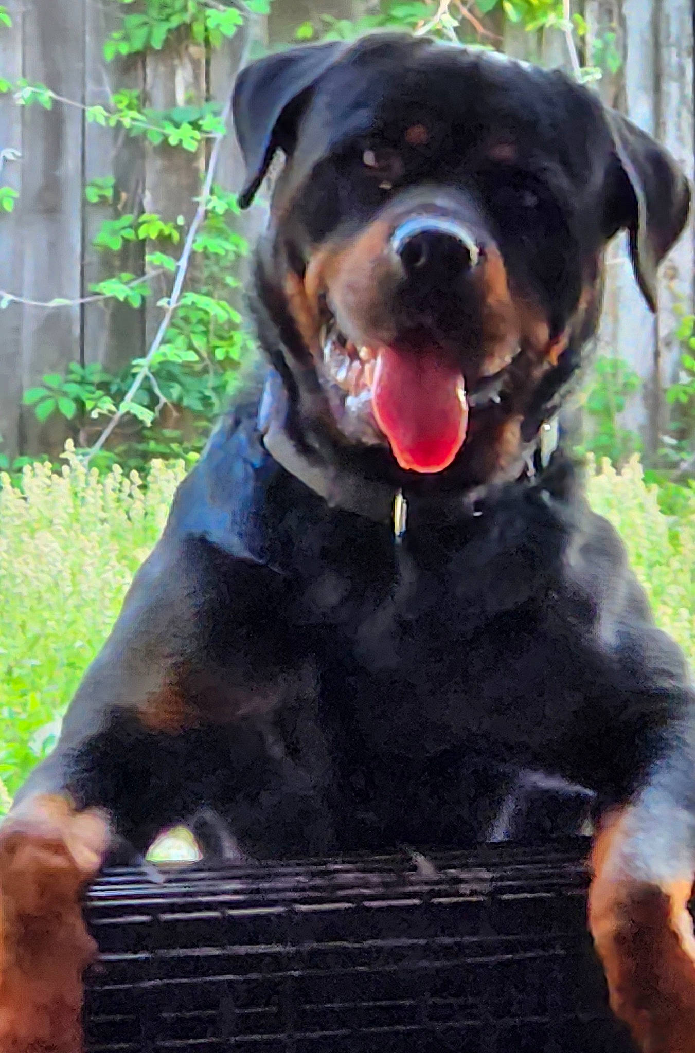 Kayneaux Gar Jacquet-wilson joined the competition — help win amazing prizes! biting, canidae, carnivore, collar, companion_dog, dog, dog_breed, dog_collar, dog_supply, fawn, grass, guard_dog, pet_supply, plant, rottweiler, snout, sporting_group, terrestrial_animal, working_animal, working_dog