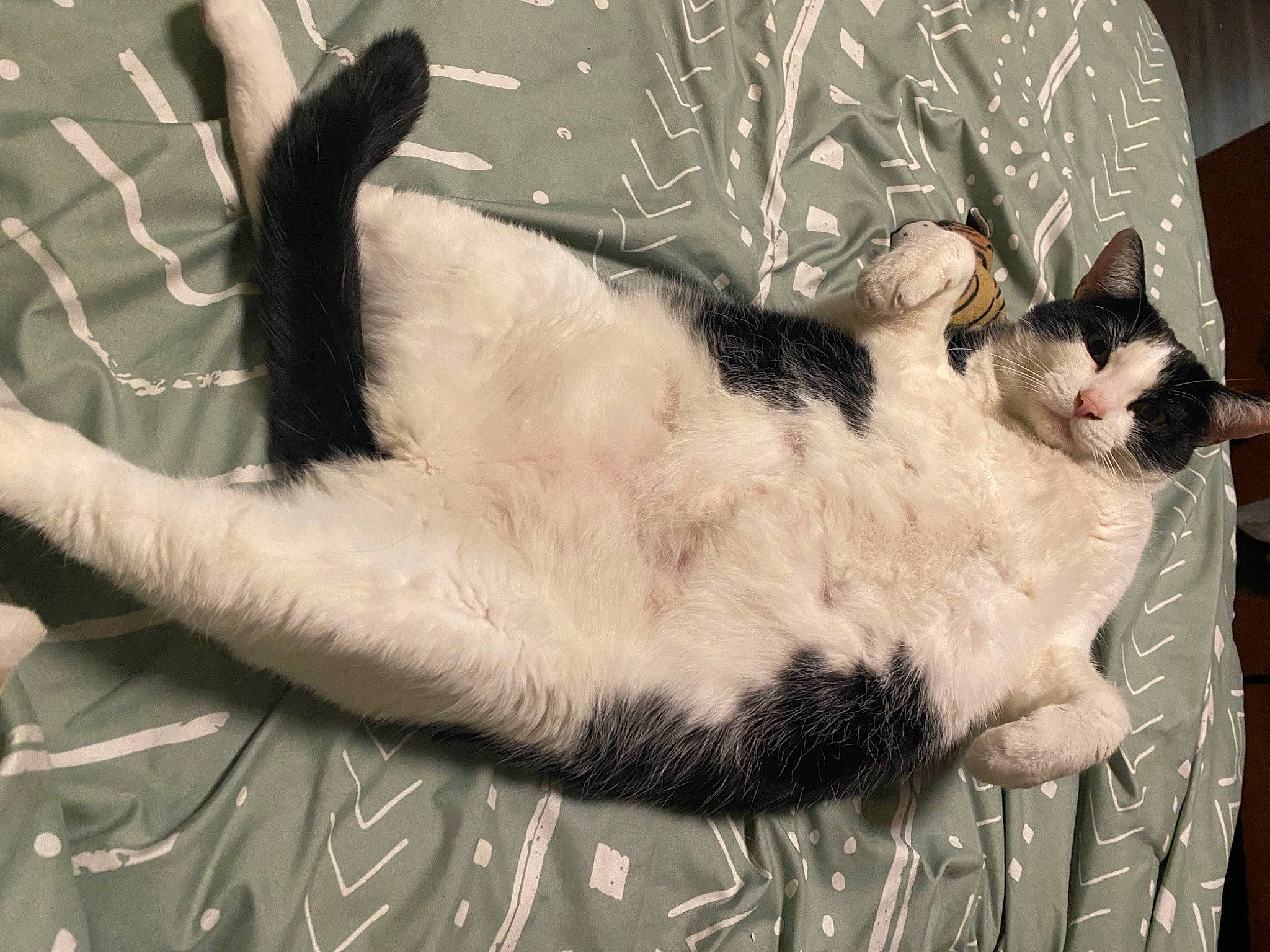 Moo Moo joined the competition — help win amazing prizes! carnivore, cat, cat_supply, claw, comfort, domestic_short_haired_cat, felidae, foot, fur, lap, linens, mammal, nap, paw, small_to_medium_sized_cats, tail, vertebrate, whiskers