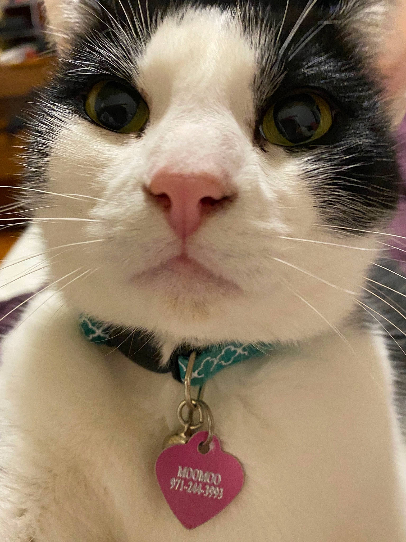 Moo Moo is registered to the contest to win money with this photo: body_jewelry, carnivore, cat, chain, collar, domestic_short_haired_cat, eyelash, fashion_accessory, felidae, font, fur, jewellery, jewelry_making, natural_material, nose, small_to_medium_sized_cats, snout, whiskers