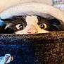 Nesquick participe au concours pour gagner de l'argent avec cette photo : cat, pet, animal, eyes, nose, blanket, cozy, fur, closeup, curious, peek, indoor, cute, whiskers, soft, warm, feline, expression, hiding, playful