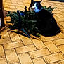 Nesquick participe au concours pour gagner de l'argent avec cette photo : cat, black_and_white, indoor, floor, tiled_floor, christmas_tree, artificial_tree, tree_stand, pet, curious, sitting, household, mischievous, fur, whiskers, animal, domestic, eyes, looking, home