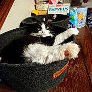 Nesquick participe au concours pour gagner de l'argent avec cette photo : cat, black_and_white, furry, pet, animal, relaxed, cozy, basket, indoor, paw, furniture, wooden_floor, home, domestic, cute, fluffy, resting, feline, close_up, bright_eyes