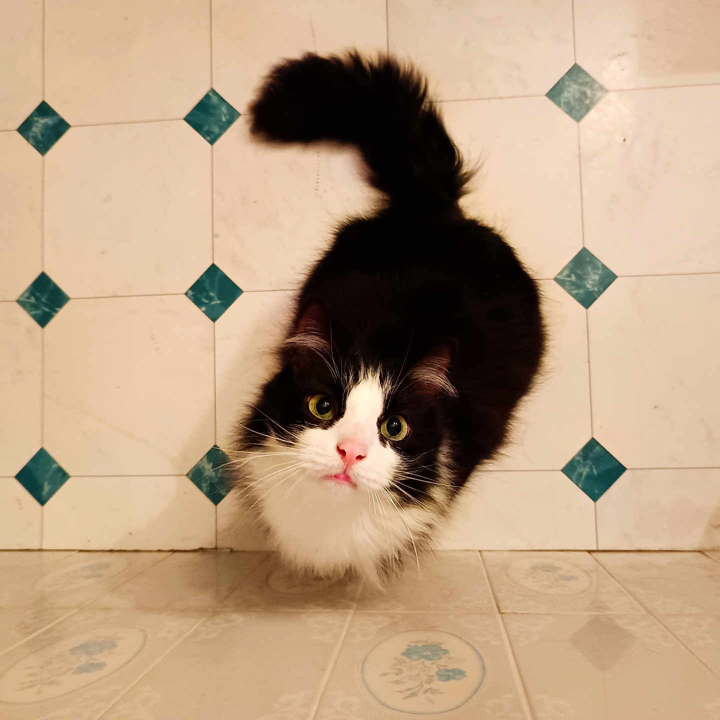 Nesquick participe au concours pour gagner de l'argent avec cette photo : animal, black_and_white, cat, close_up, curious_eyes, cute, domestic_cat, feline, floor, floor_tiles, fluffy, fur, indoor, looking_up, patterned_floor, pet, pink_nose, tail_up, vintage_style, whiskers