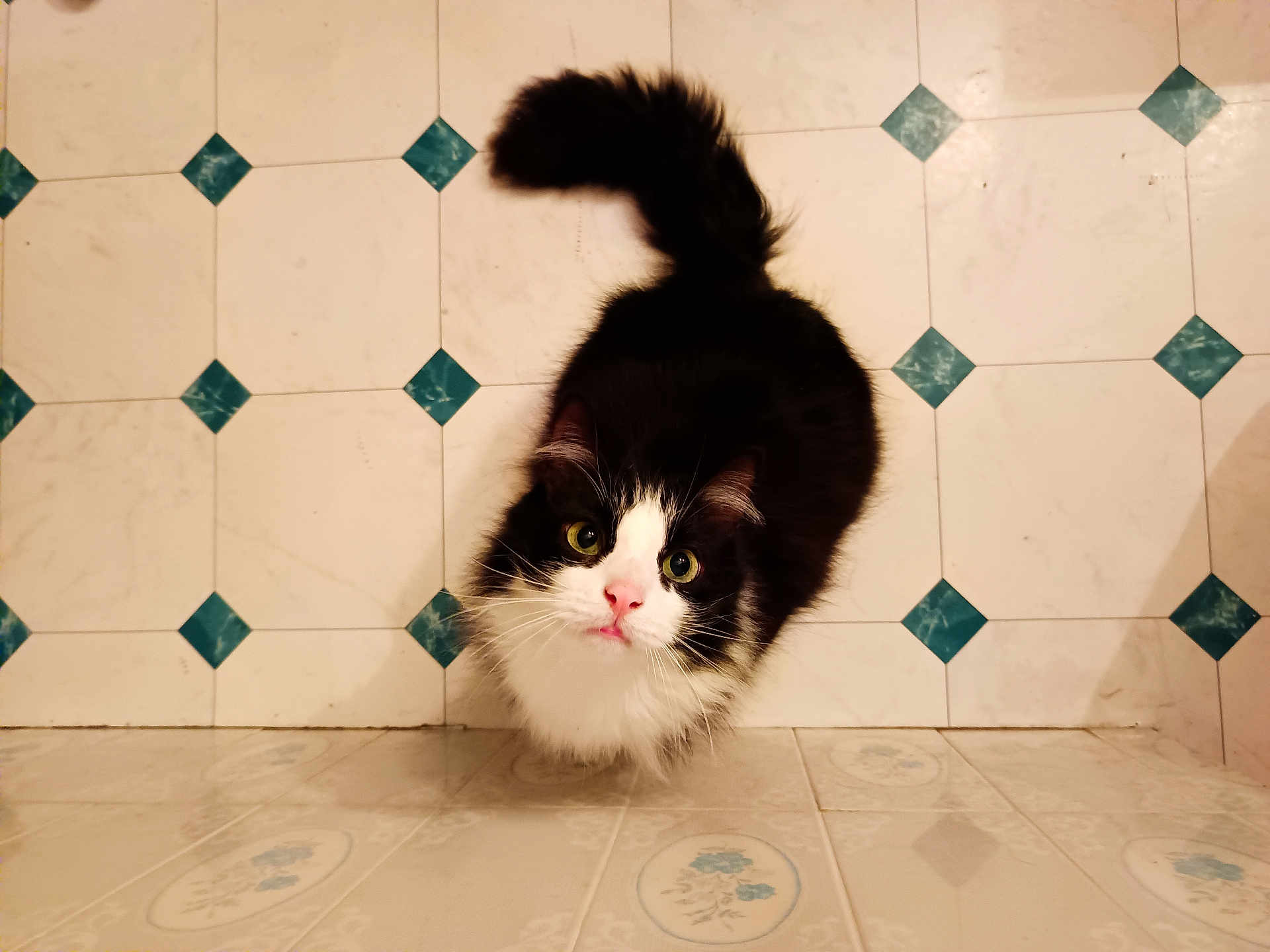 Nesquick participe au concours pour gagner de l'argent avec cette photo : cat, black_and_white, fluffy, looking_up, tail_up, indoor, floor_tiles, patterned_floor, curious_eyes, pet, animal, fur, whiskers, pink_nose, domestic_cat, cute, feline, close_up, floor, vintage_style