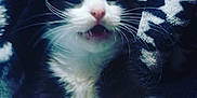 Nesquick a rejoint le concours — aidez-le/la à gagner de superbes lots ! kitten, cat, black_and_white, whiskers, pink_nose, blanket, cozy, fur, pet, cute, animal, indoor, close_up, soft_lighting, mouth_open, young_cat, feline, resting, patterned_blanket, curious