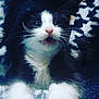 kitten, cat, black_and_white, whiskers, pink_nose, blanket, cozy, fur, pet, cute, animal, indoor, close_up, soft_lighting, mouth_open, young_cat, feline, resting, patterned_blanket, curious