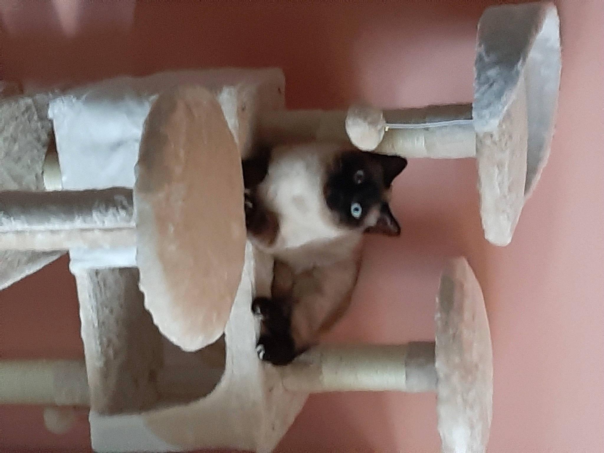 Nougat participe au concours pour gagner de l'argent avec cette photo : cat, felidae, kitten, paper, paper_product, siamese, small_to_medium_sized_cats
