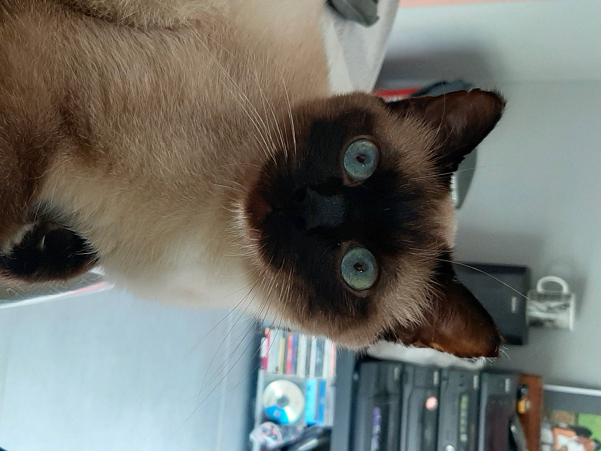 Nougat a rejoint le concours — aidez-le/la à gagner de superbes lots ! balinese, birman, burmese, carnivore, cat, eye, fawn, felidae, himalayan, javanese, korat, mammal, ojos_azules, siamese, small_to_medium_sized_cats, snout, snowshoe, thai, tonkinese, whiskers