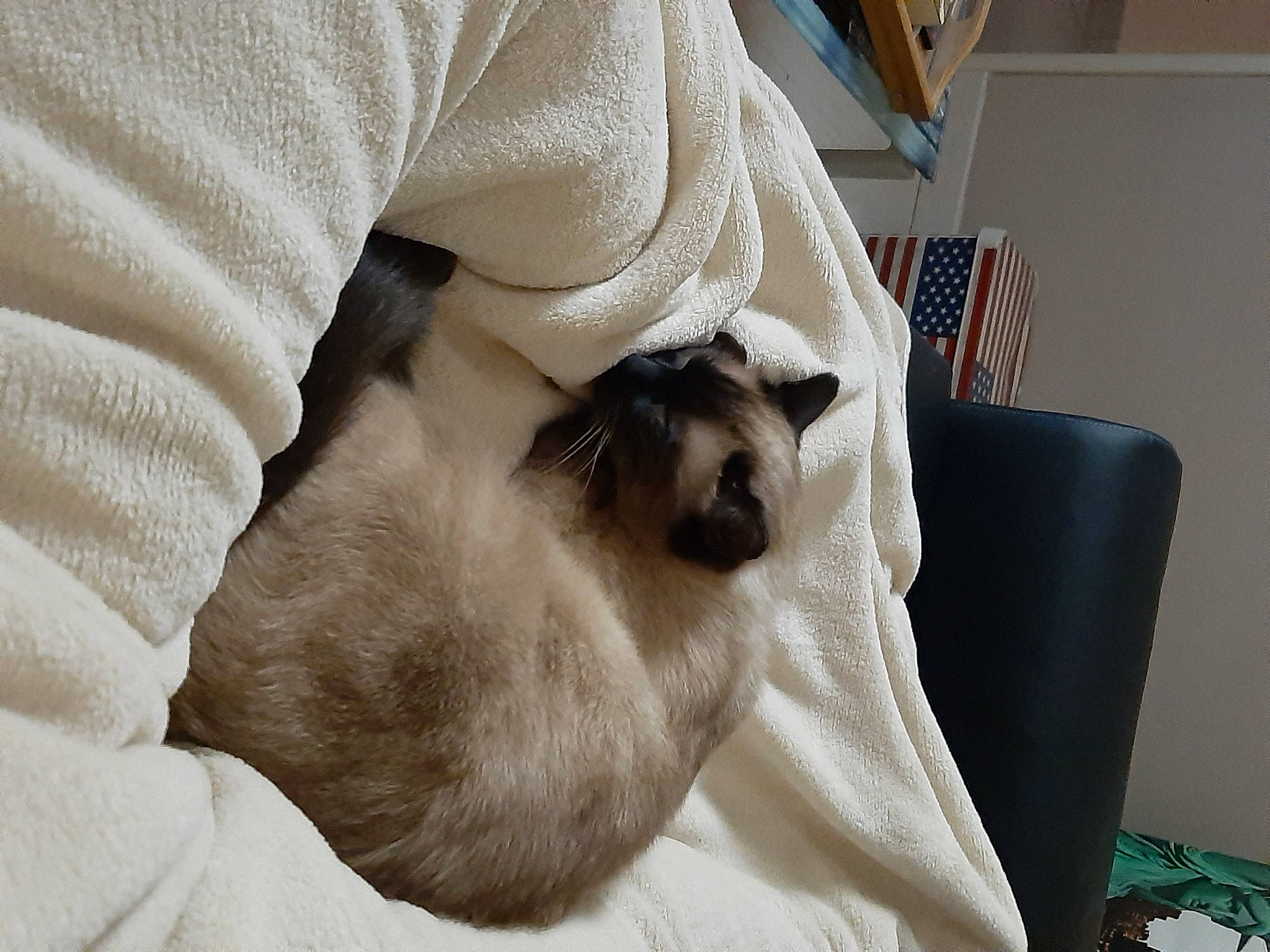 Nougat participe au concours pour gagner de l'argent avec cette photo : balinese, birman, carnivore, cat, fawn, felidae, fur, himalayan, mammal, ragdoll, siamese, small_to_medium_sized_cats, snout, snowshoe, thai, tonkinese, whiskers