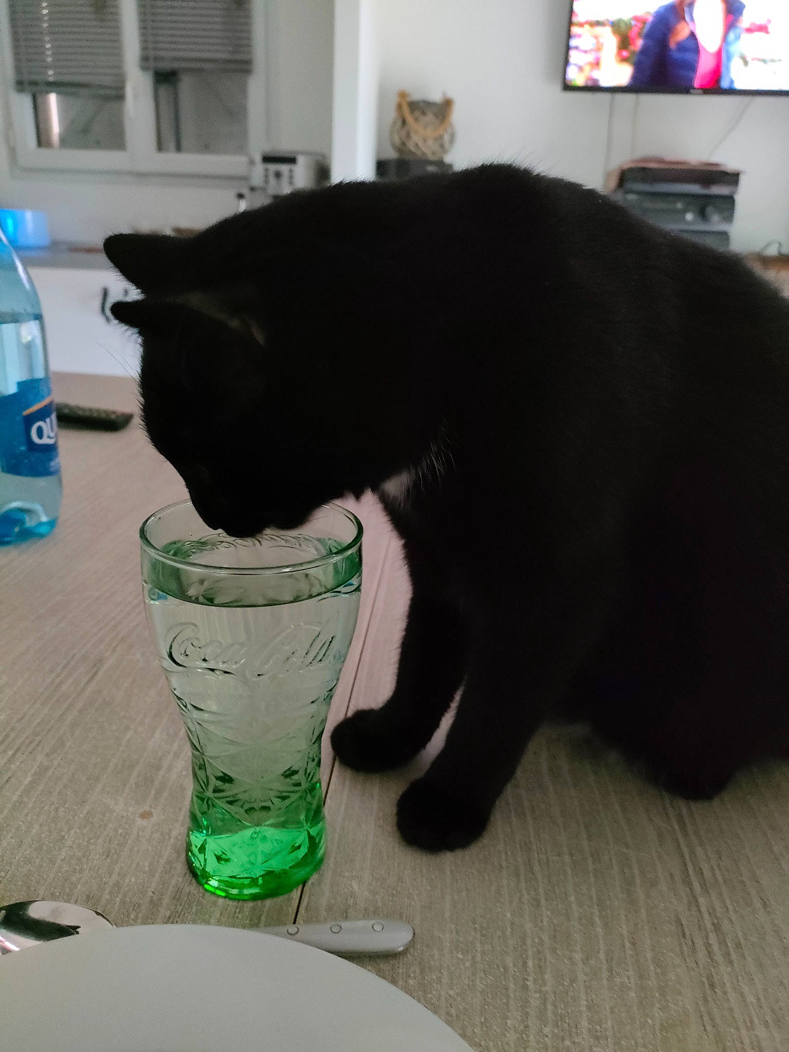 Vénus a rejoint le concours — aidez-le/la à gagner de superbes lots ! blue, bottled_water, carnivore, cat, cat_supply, domestic_short_haired_cat, drinking, drinking_water, drinkware, felidae, fluid, liquid, picture_frame, plastic_bottle, small_to_medium_sized_cats, tail, television, water, water_bottle, whiskers