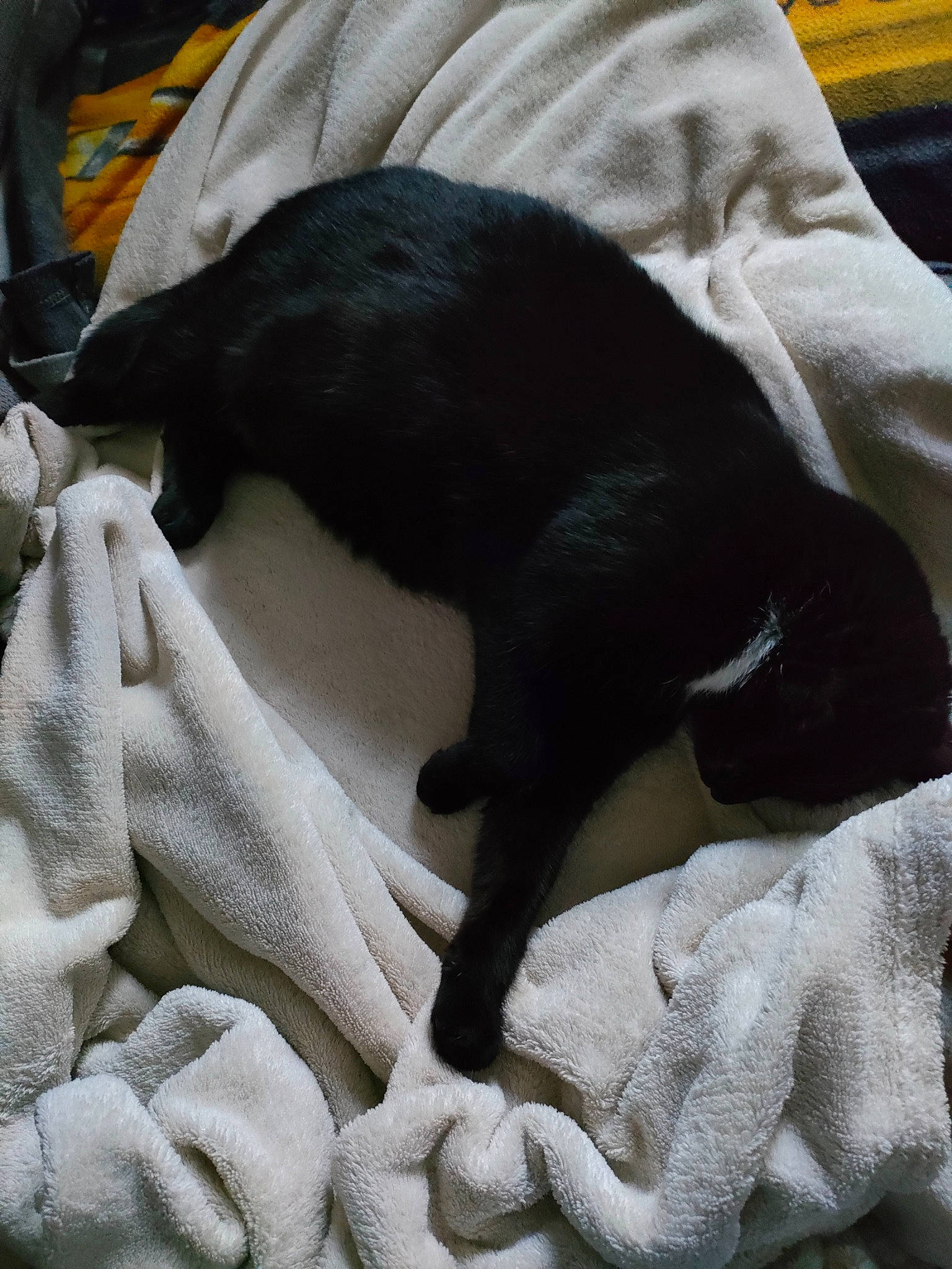 Vénus a rejoint le concours — aidez-le/la à gagner de superbes lots ! black_cat, canidae, carnivore, cat, comfort, companion_dog, dog_breed, domestic_short_haired_cat, fawn, felidae, fur, grey, linens, nap, small_to_medium_sized_cats, snout, sporting_group, tail, whiskers, working_animal