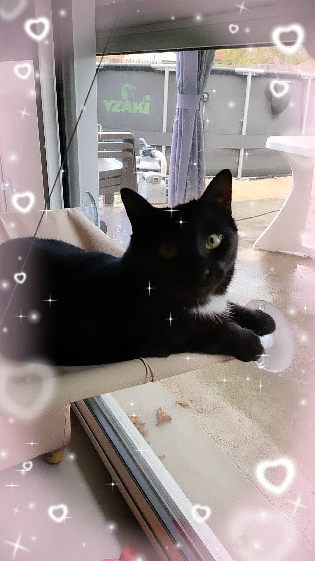 Vénus a rejoint le concours — aidez-le/la à gagner de superbes lots ! black_cat, bombay, box, carnivore, cat, comfort, domestic_short_haired_cat, felidae, flooring, fur, hardwood, pet_supply, room, small_to_medium_sized_cats, tail, vertebrate, whiskers, wood