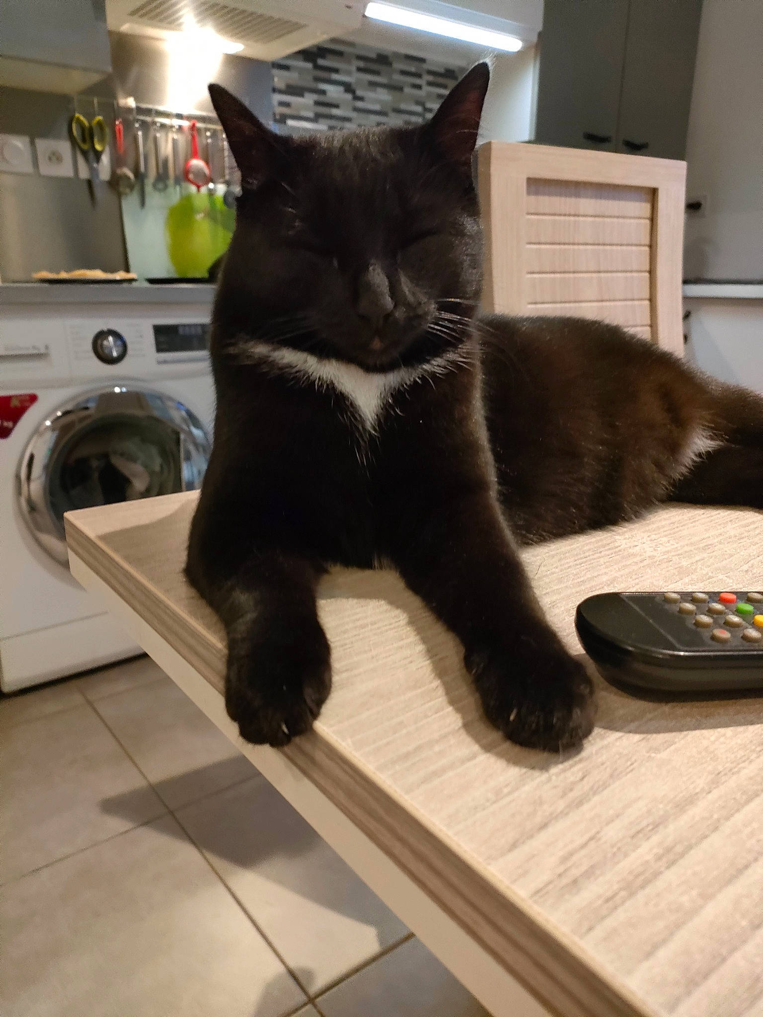 Vénus a rejoint le concours — aidez-le/la à gagner de superbes lots ! black_cat, carnivore, cat, claw, clothes_dryer, comfort, domestic_short_haired_cat, felidae, flooring, fur, gas, home_appliance, kitchen_appliance, laundry_room, major_appliance, pet_supply, small_to_medium_sized_cats, tail, washing_machine, whiskers
