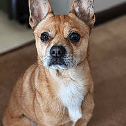 Ser Chester joined the competition — help win amazing prizes! animal, attention, brown, canine, carpet, companion, cute, dog, domestic_animal, ears, furry, indoor, looking, pet, portrait, sitting, small_dog, tan, white_chest, young_dog