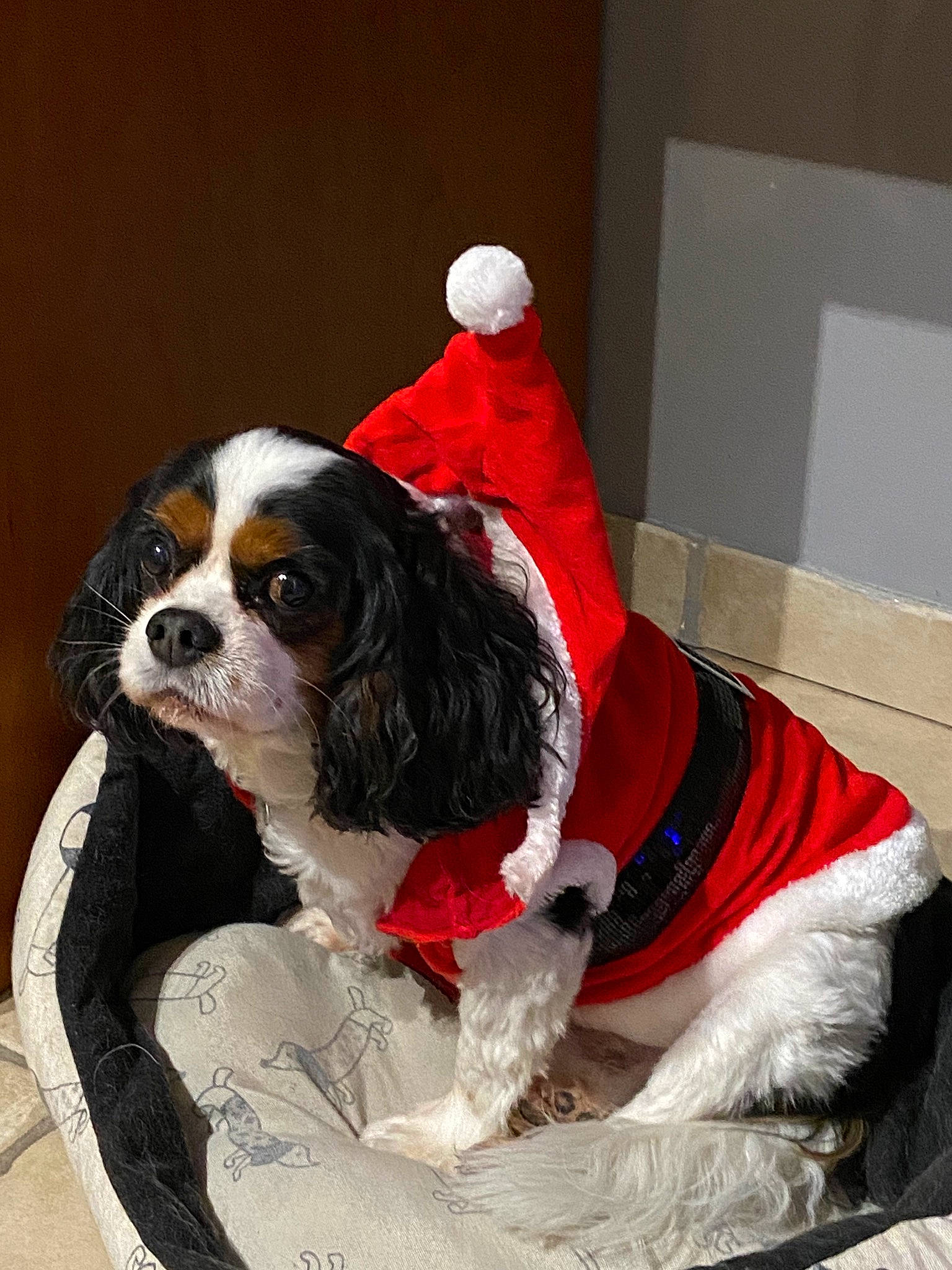 Eliot a rejoint le concours — aidez-le/la à gagner de superbes lots ! canidae, carmine, carnivore, cavalier_king_charles_spaniel, collar, companion_dog, costume, dog, dog_breed, dog_collar, dog_supply, fawn, fur, king_charles_spaniel, santa_claus, snout, spaniel, sporting_group, toy_dog, working_animal