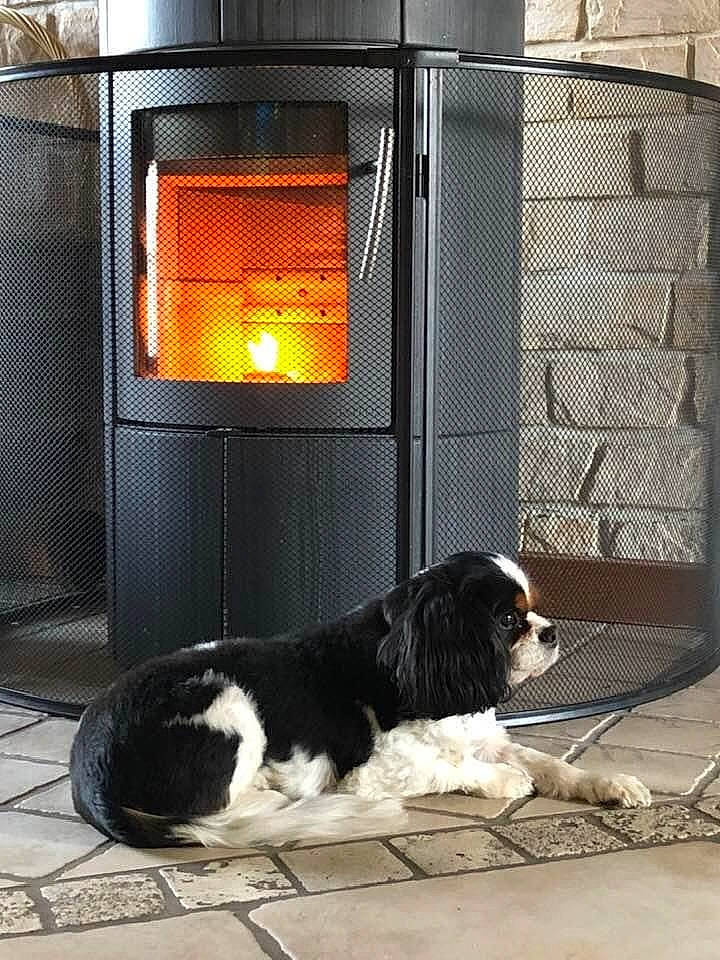 Eliot a rejoint le concours — aidez-le/la à gagner de superbes lots ! automotive_exterior, automotive_lighting, carnivore, companion_dog, dog, dog_breed, door, floor, flooring, fur, gas, light, line, road_surface, snout, sporting_group, tail, tints_and_shades, vertebrate, window