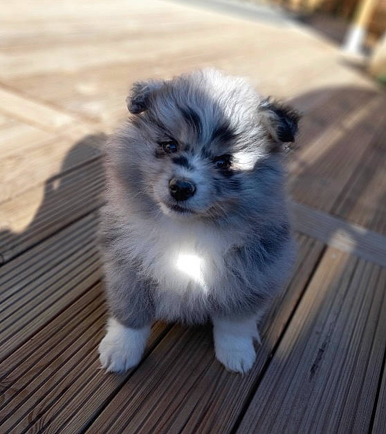 Sockette a rejoint le concours — aidez-le/la à gagner de superbes lots ! ancient_dog_breeds, canidae, carnivore, companion_dog, dog, dog_breed, fawn, fur, hardwood, house, miniature_australian_shepherd, puppy, snout, sporting_group, terrier, toy_dog, whiskers, wood, working_animal, working_dog