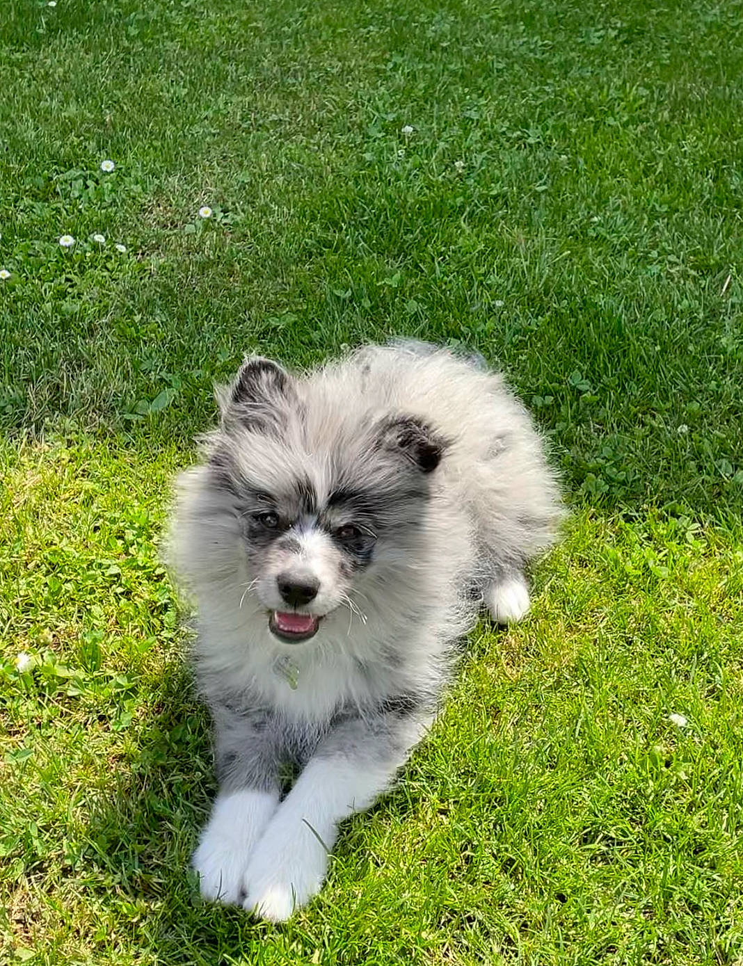 Sockette participe au concours pour gagner de l'argent avec cette photo : canidae, carnivore, companion_dog, dog, dog_breed, fawn, fur, german_spitz, german_spitz_klein, grass, groundcover, lawn, snout, sporting_group, tail, terrestrial_animal, toy_dog, whiskers, wildlife, working_animal