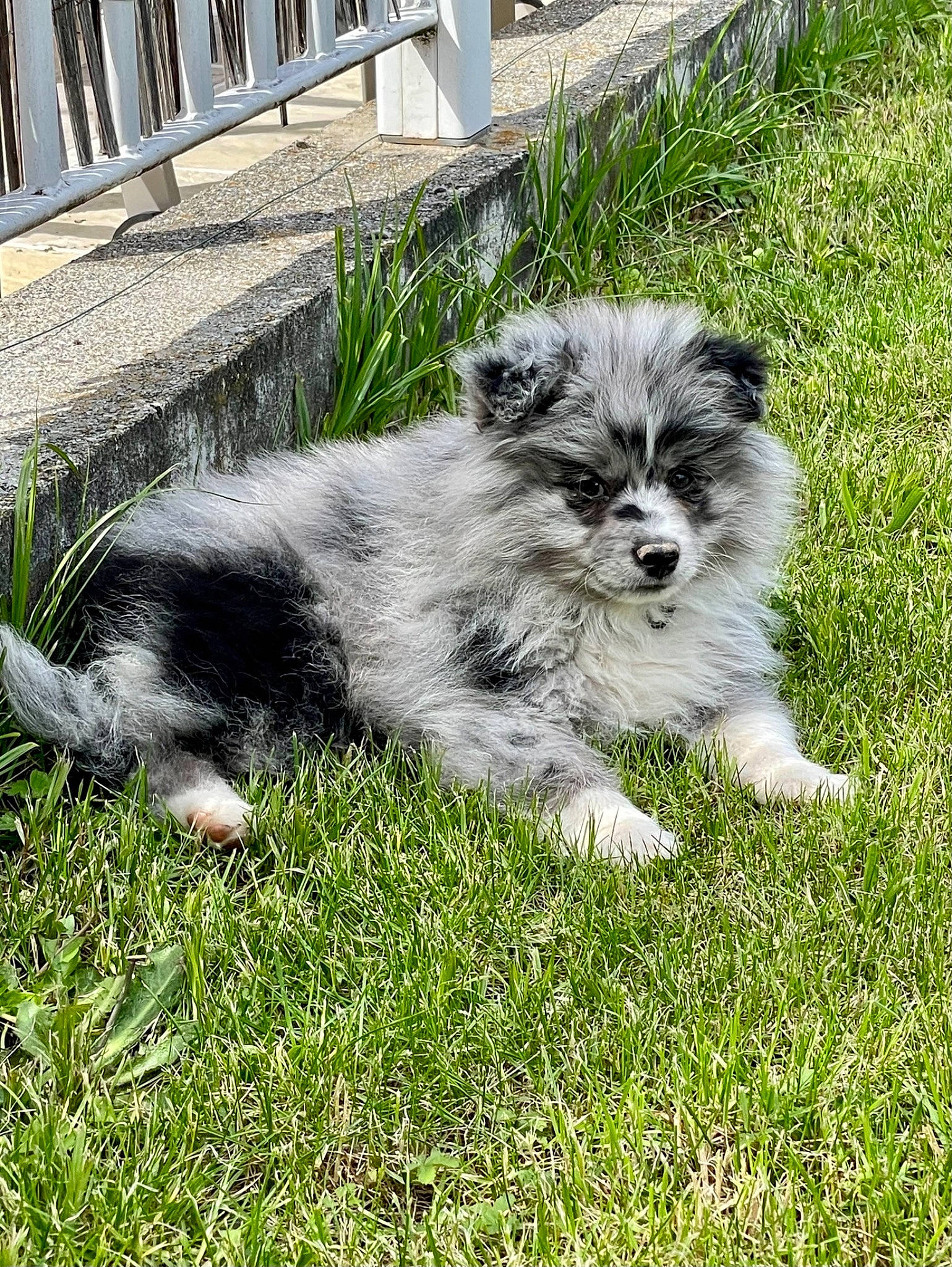 Sockette a rejoint le concours — aidez-le/la à gagner de superbes lots ! canidae, carnivore, companion_dog, dog, dog_breed, grass, groundcover, mal_shi, maltepoo, non_sporting_group, plant, shih_poo, small_terrier, sporting_group, terrestrial_animal, terrier, toy_dog, working_animal