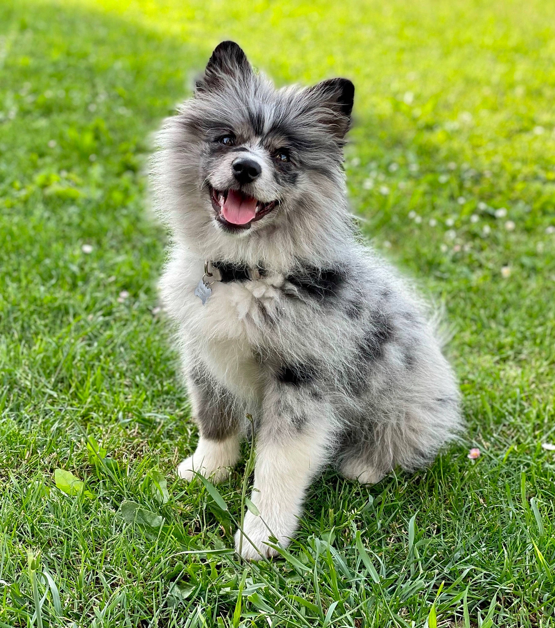 Sockette a rejoint le concours — aidez-le/la à gagner de superbes lots ! biting, canidae, carnivore, collar, companion_dog, dog, dog_breed, dog_supply, fur, grass, grassland, groundcover, plant, puppy, snout, sporting_group, tail, terrestrial_animal, whiskers, working_animal