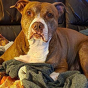 Fifille participe au concours pour gagner de l'argent avec cette photo : animal, blanket, brown_dog, canine, comfortable, couch, cozy, dog, ears, eyes, fur, home, indoor, nose, pet, portrait, relaxed, sitting, snout, white_markings