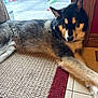 Bear joined the competition — help win amazing prizes! dog, indoor, resting, fluffy, fur, rug, tile_floor, door, wood_trim, relaxed, large_dog, animal, pet, sleeping, cozy, canine, paw, quiet, home, calm