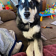 Bear joined the competition — help win amazing prizes! black_and_white, blanket, carpet, childrens_toys, comfort, couch, cozy, dog, ears, front_paws, fur, furniture, household, indoors, living_room, pet, playroom, portrait, relaxed, toys