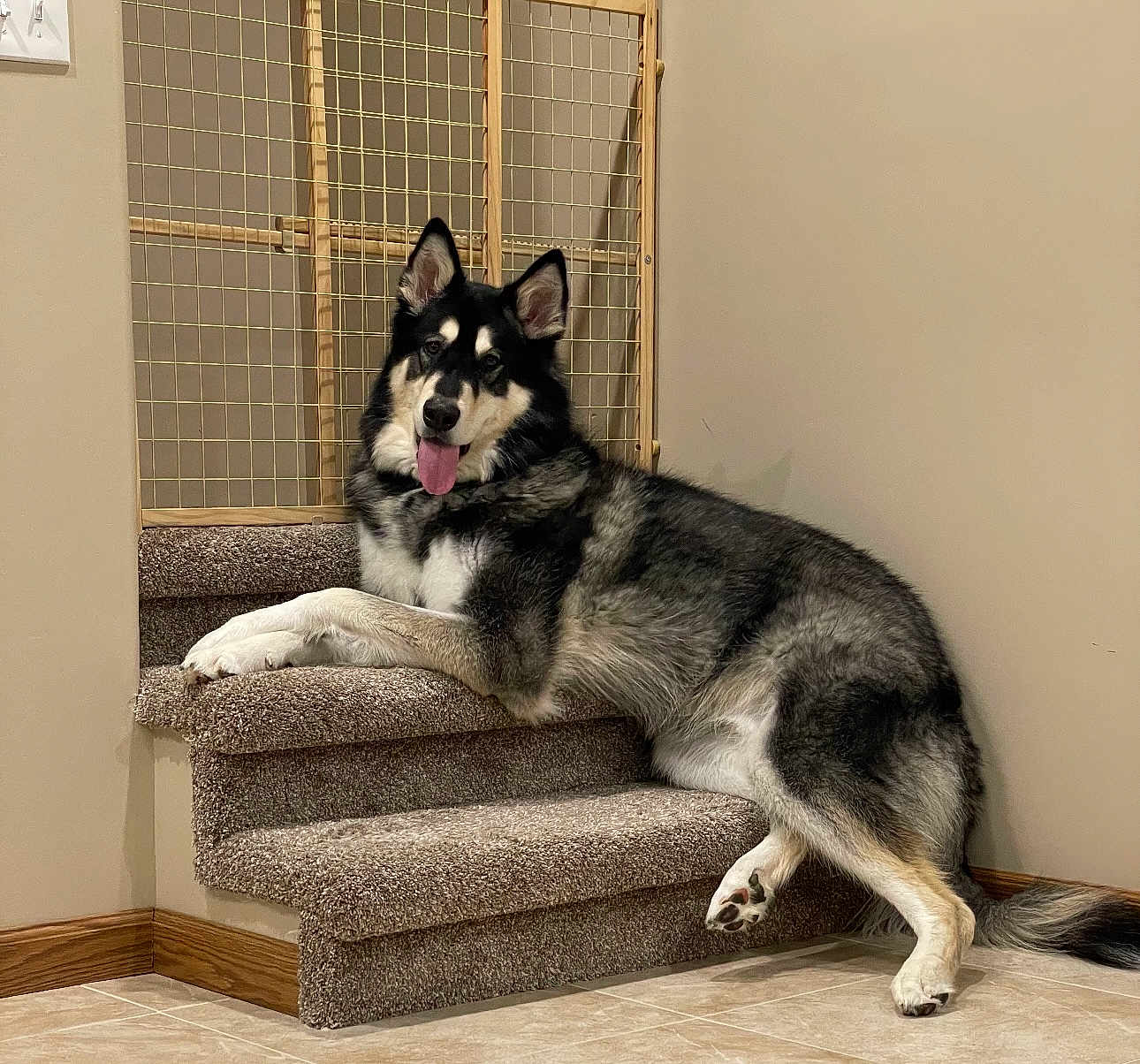 Bear joined the competition — help win amazing prizes! dog, indoor, stairs, carpet, tongue_out, relaxed, pet, canine, fur, black_and_white, wooden_gate, tongue, paw, floor, wall, pet_portrait, animal, resting, house, home_interior