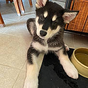 Bear is registered to the contest to win money with this photo: puppy, dog, husky, black_and_white, indoor, tile_floor, curious, pet_bowl, wooden_chair, home, cute, young_dog, fur, ears, paw, resting, animal, pet, domestic, floor