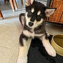 puppy, dog, husky, black_and_white, indoor, tile_floor, curious, pet_bowl, wooden_chair, home, cute, young_dog, fur, ears, paw, resting, animal, pet, domestic, floor