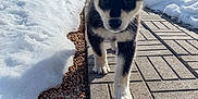 Bear is registered to the contest to win money with this photo: animal, black_and_white, canine, cute, daylight, dog, ears, fence, fur, gravel, nature, outdoor, paved_path, pet, puppy, sidewalk, small_dog, snow, walking, young_dog