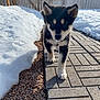 animal, black_and_white, canine, cute, daylight, dog, ears, fence, fur, gravel, nature, outdoor, paved_path, pet, puppy, sidewalk, small_dog, snow, walking, young_dog