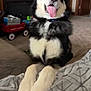 Bear is registered to the contest to win money with this photo: dog, black_and_white, fluffy, tongue_out, happy, indoor, living_room, blanket, couch, pet, canine, fur, ears, nose, paw, smiling, relaxed, carpet, home, toy