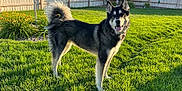 Bear is registered to the contest to win money with this photo: dog, outdoor, grass, yard, sunlight, fence, pet, canine, happy, animal, nature, summer, greenery, fur, tail, ears, tongue, playful, backyard, daytime