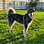 dog, outdoor, grass, yard, sunlight, fence, pet, canine, happy, animal, nature, summer, greenery, fur, tail, ears, tongue, playful, backyard, daytime