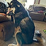 Bear is registered to the contest to win money with this photo: black_fur, carpet, couch, cozy, dog, fur, home, indoor, lamp, living_room, person_partial, pet, recliner, relaxed, sitting, tail, tan_fur, tongue_out, white_fur, window