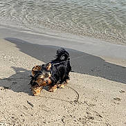 Aimie a rejoint le concours — aidez-le/la à gagner de superbes lots ! dog, small_dog, yorkshire_terrier, beach, sand, water, waves, shoreline, leash, harness, shadow, footprints, wet_sand, fur, black_fur, tan_fur, outdoor, pet, walking, playful