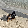 dog, small_dog, yorkshire_terrier, beach, sand, water, waves, shoreline, leash, harness, shadow, footprints, wet_sand, fur, black_fur, tan_fur, outdoor, pet, walking, playful