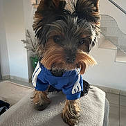 Aimie participe au concours pour gagner de l'argent avec cette photo : animal, blanket, blue_sweater, clothing, cute, dog, ears, eyes, face, floor, fur, furniture, home, indoor, legs, pet, portrait, small_dog, staircase, yorkshire_terrier