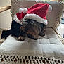 animal, chair, costume, cushion, cute, daylight, decor, dog, fringe, fur, holiday, home, indoor, pet, relaxed, resting, santa_hat, small_dog, window, wooden_chair