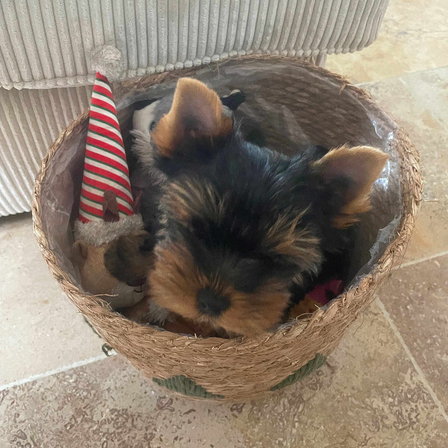 Aimie a rejoint le concours — aidez-le/la à gagner de superbes lots ! animal, basket, black, brown, companion, cozy, cute, decor, dog, floor, fluffy, home, indoor, pet, playing, puppy, resting, small, tile, toy