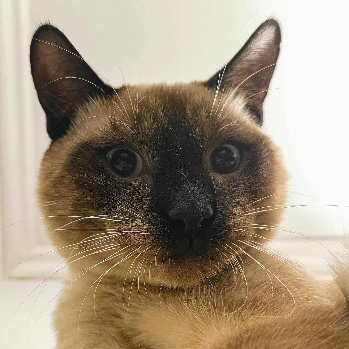 Pixies a rejoint le concours — aidez-le/la à gagner de superbes lots ! balinese, birman, carnivore, cat, close_up, fawn, felidae, fur, siamese, small_to_medium_sized_cats, snout, terrestrial_animal, thai, whiskers, wildlife