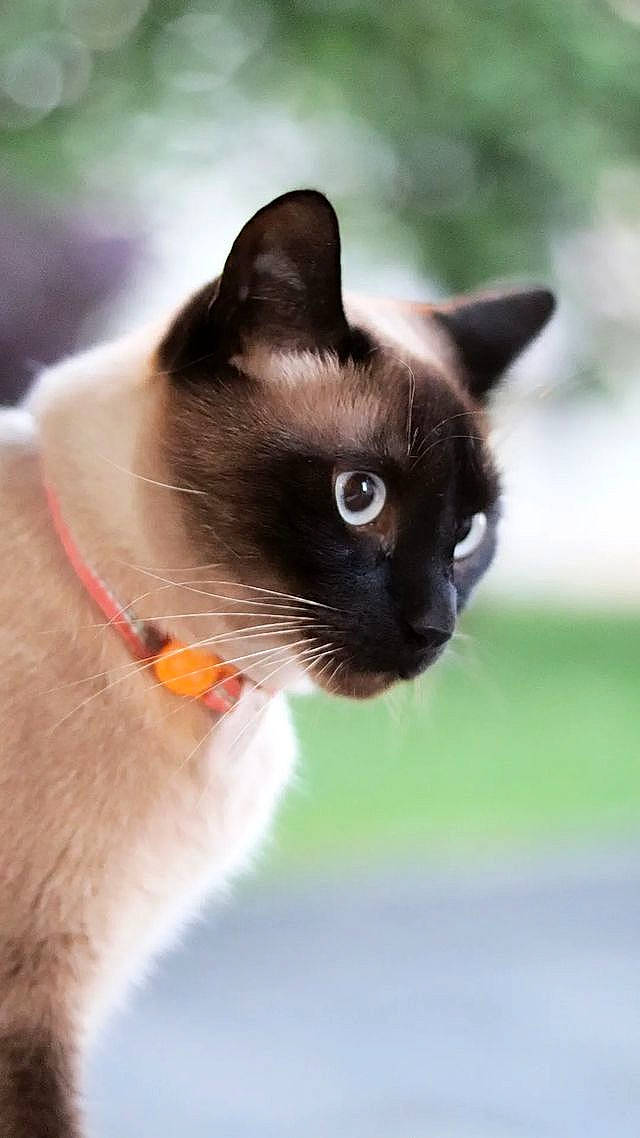 Pixies a rejoint le concours — aidez-le/la à gagner de superbes lots ! balinese, birman, carnivore, cat, close_up, collar, fawn, felidae, fur, grass, iris, siamese, small_to_medium_sized_cats, snout, terrestrial_animal, thai, whiskers, wildlife