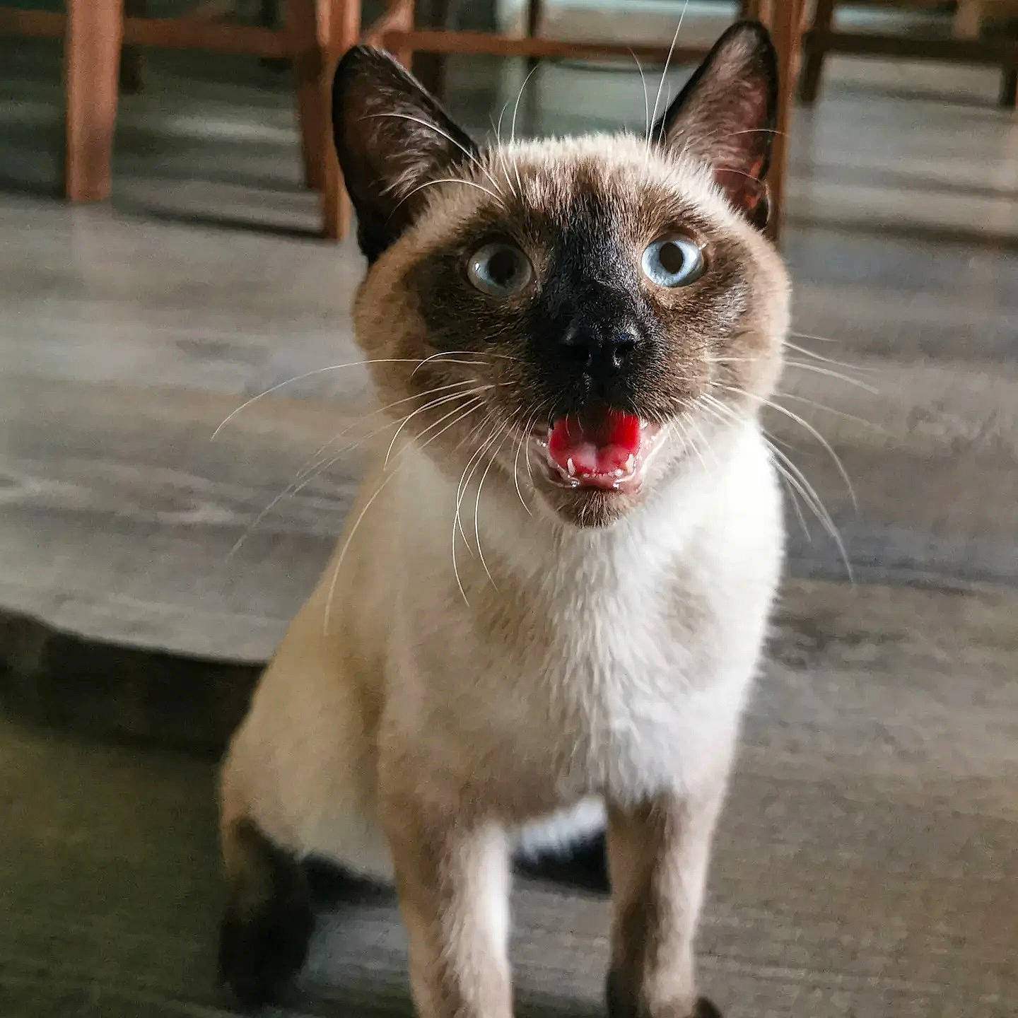 Pixies participe au concours pour gagner de l'argent avec cette photo : carnivore, cat, collar, domestic_short_haired_cat, fawn, felidae, fur, iris, paw, photo_caption, siamese, small_to_medium_sized_cats, snout, tail, terrestrial_animal, thai, whiskers