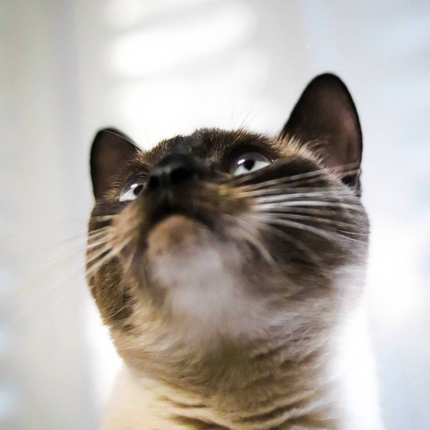 Pixies a rejoint le concours — aidez-le/la à gagner de superbes lots ! carnivore, cat, domestic_short_haired_cat, door, felidae, fur, iris, small_to_medium_sized_cats, snout, terrestrial_animal, tree, whiskers, window