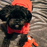 Ozzy joined the competition — help win amazing prizes! bed, black_dog, blanket, close_up, cozy, curly_fur, cute, dog, fur, indoor, looking_up, paws, pet, plush_toy, portrait, red_shirt, small_dog, smile, stuffed_animal, toy