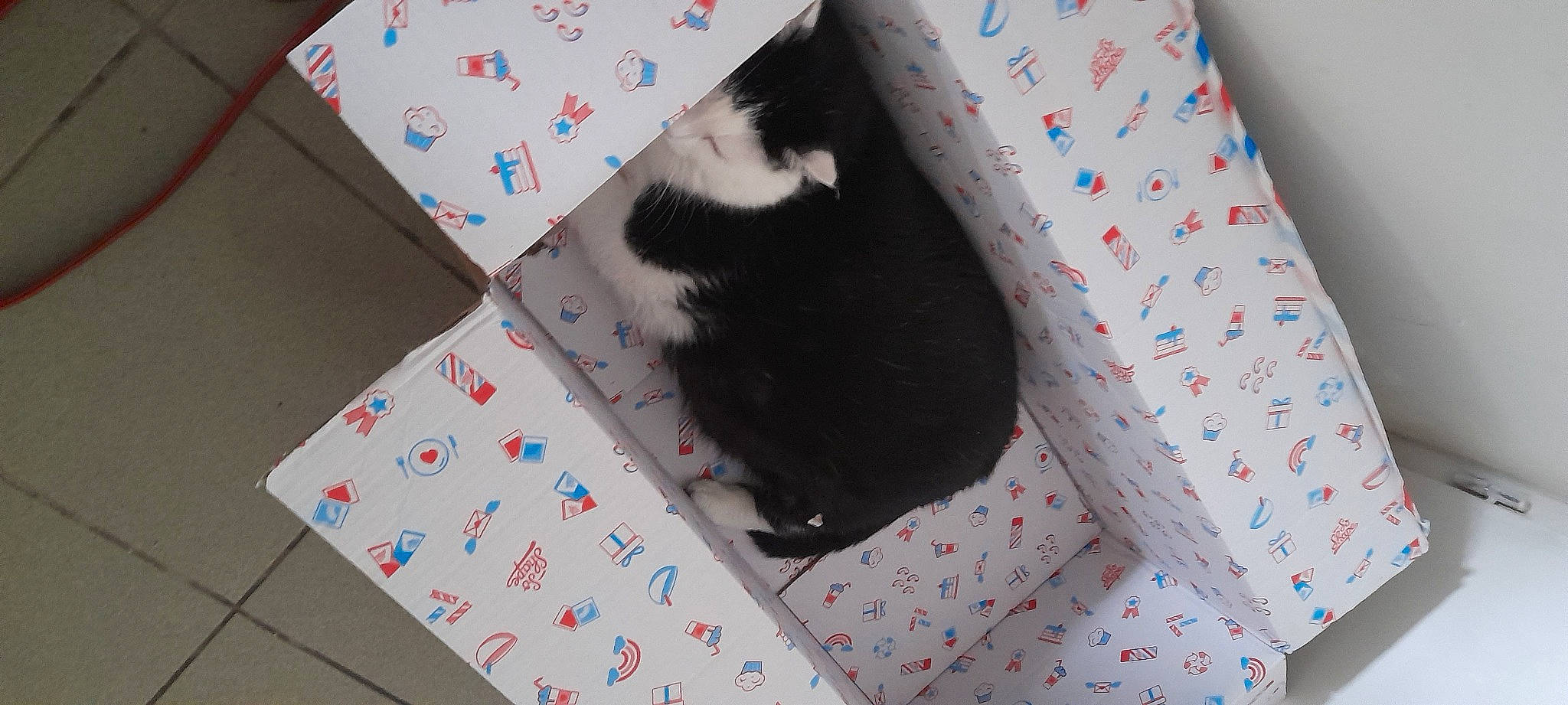 Loka a rejoint le concours — aidez-le/la à gagner de superbes lots ! box, cardboard, carmine, carnivore, cat, cat_supply, domestic_short_haired_cat, felidae, flooring, linens, packaging_and_labeling, paper, paper_product, pattern, pet_supply, rectangle, room, small_to_medium_sized_cats, tail, whiskers