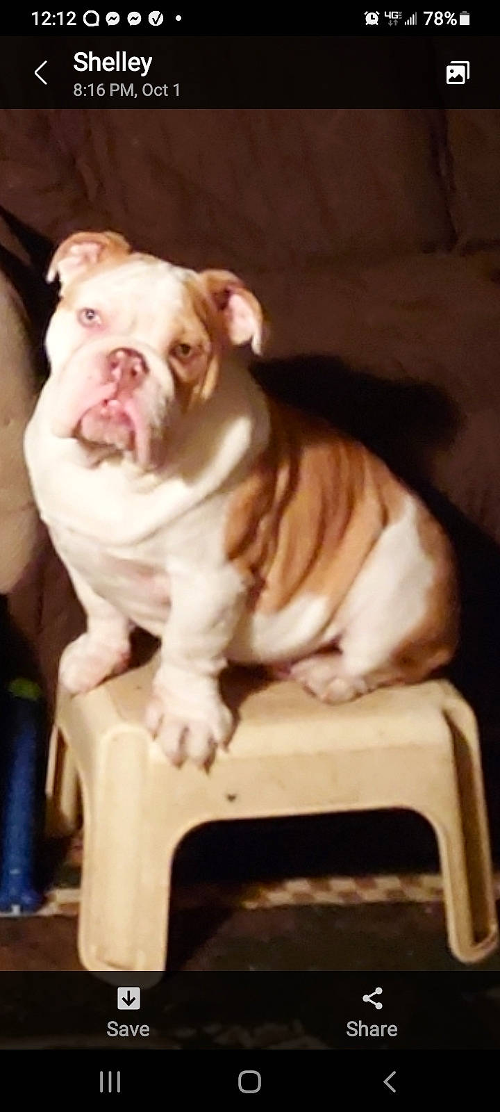 Gunner-woostock-clougherty is registered to the contest to win money with this photo: bulldog, canidae, carnivore, companion_dog, dog, dog_breed, fawn, non_sporting_group, snout, sporting_group, terrestrial_animal, working_animal, wrinkle