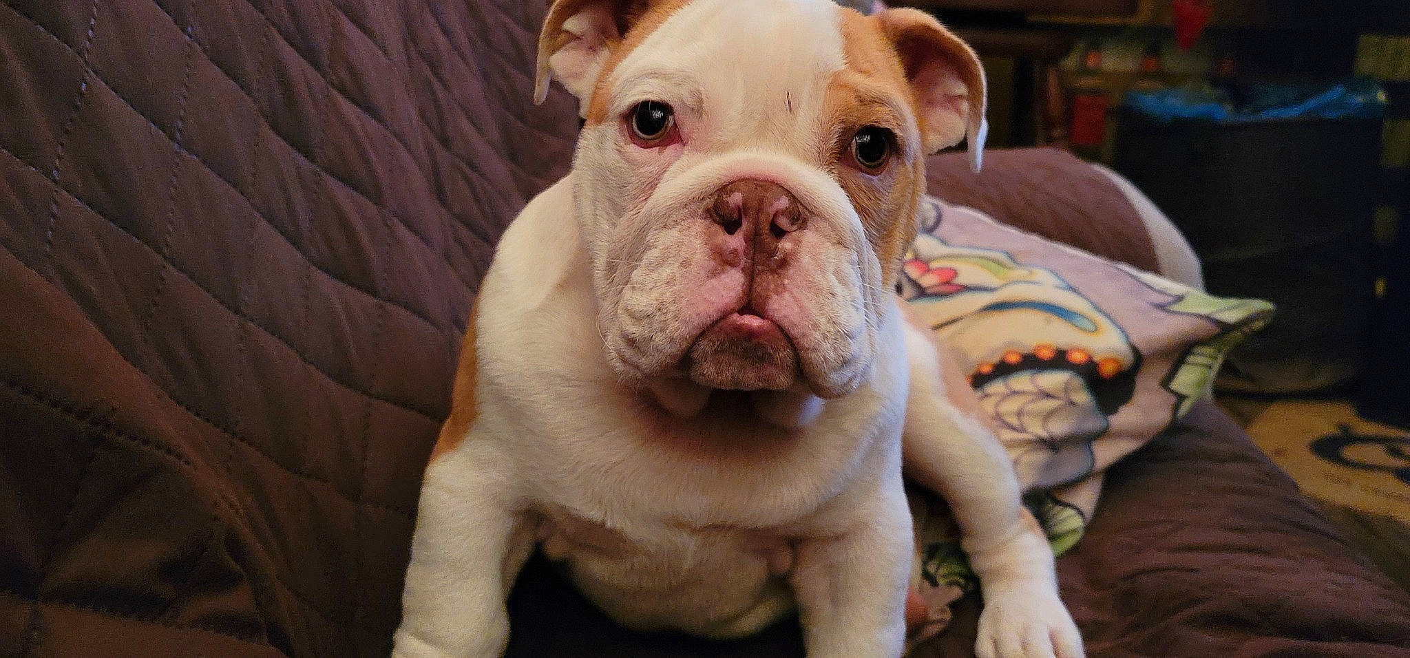 Gunner-woostock-clougherty is registered to the contest to win money with this photo: bulldog, canidae, carnivore, close_up, comfort, companion_dog, dog, dog_breed, fawn, grass, molosser, non_sporting_group, puppy, snout, sporting_group, terrestrial_animal, toy_dog, whiskers, working_animal, wrinkle